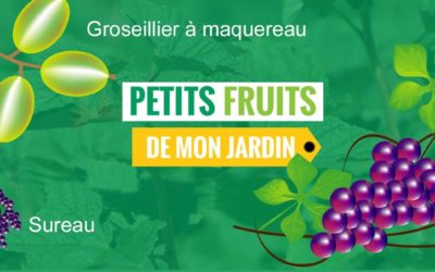 Distribution d’arbustes fruitiers à Leernes dimanche 25
